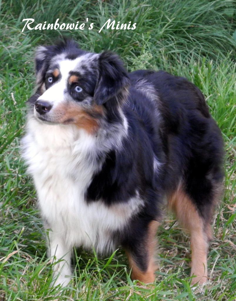 linderland Izzy 2 b blue but tri for rainbowie's