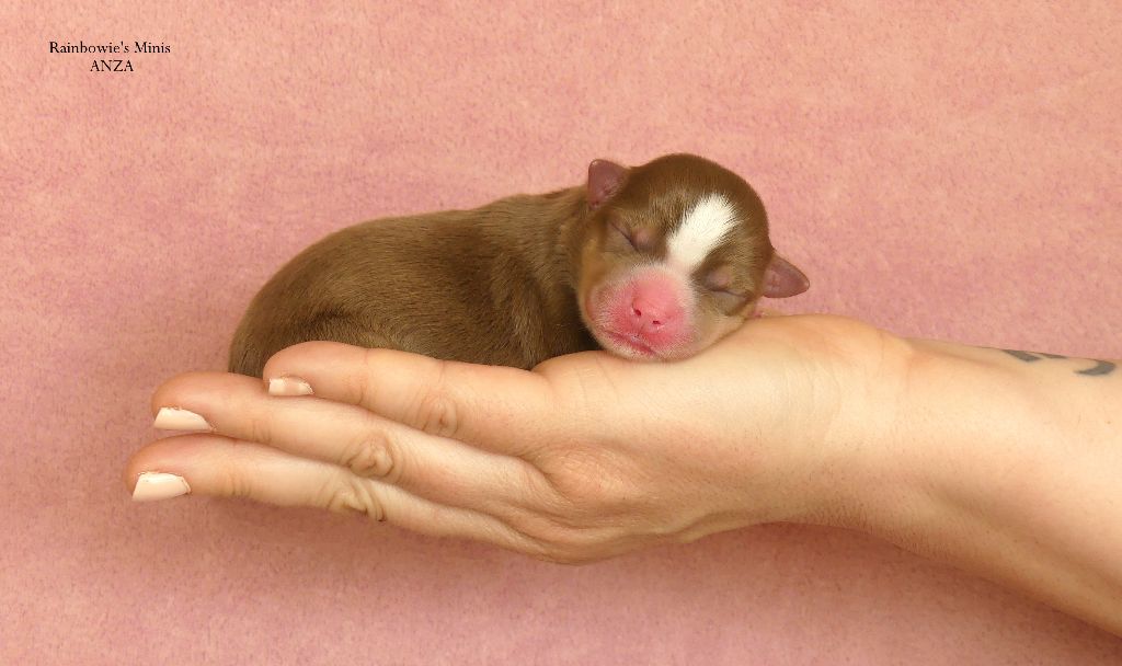 Rainbowie's Minis - Chiots disponibles - Berger Américain Miniature 