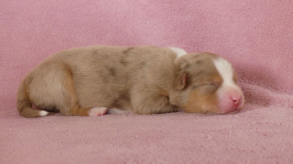 Rainbowie's Minis - Chiots disponibles - Berger Américain Miniature 