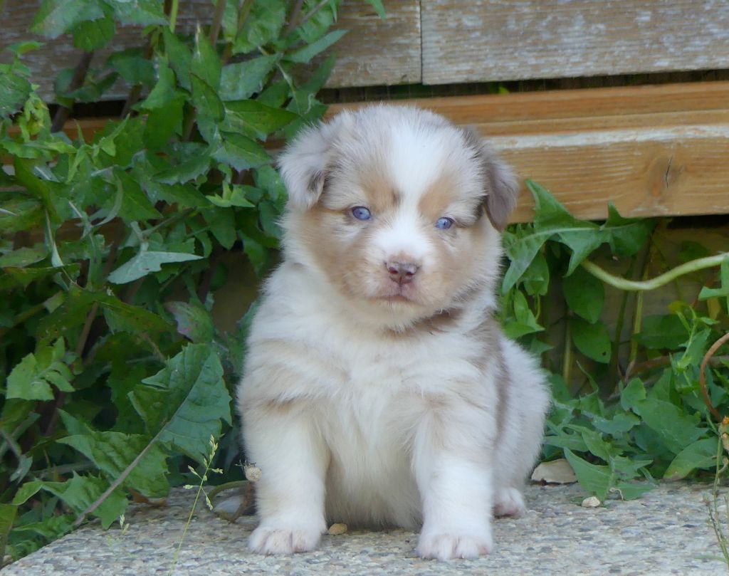 Rainbowie's Minis - Chiots disponibles - Berger Américain Miniature 