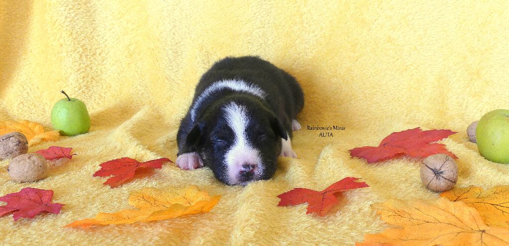 Rainbowie's Minis - Chiots disponibles - Berger Américain Miniature 