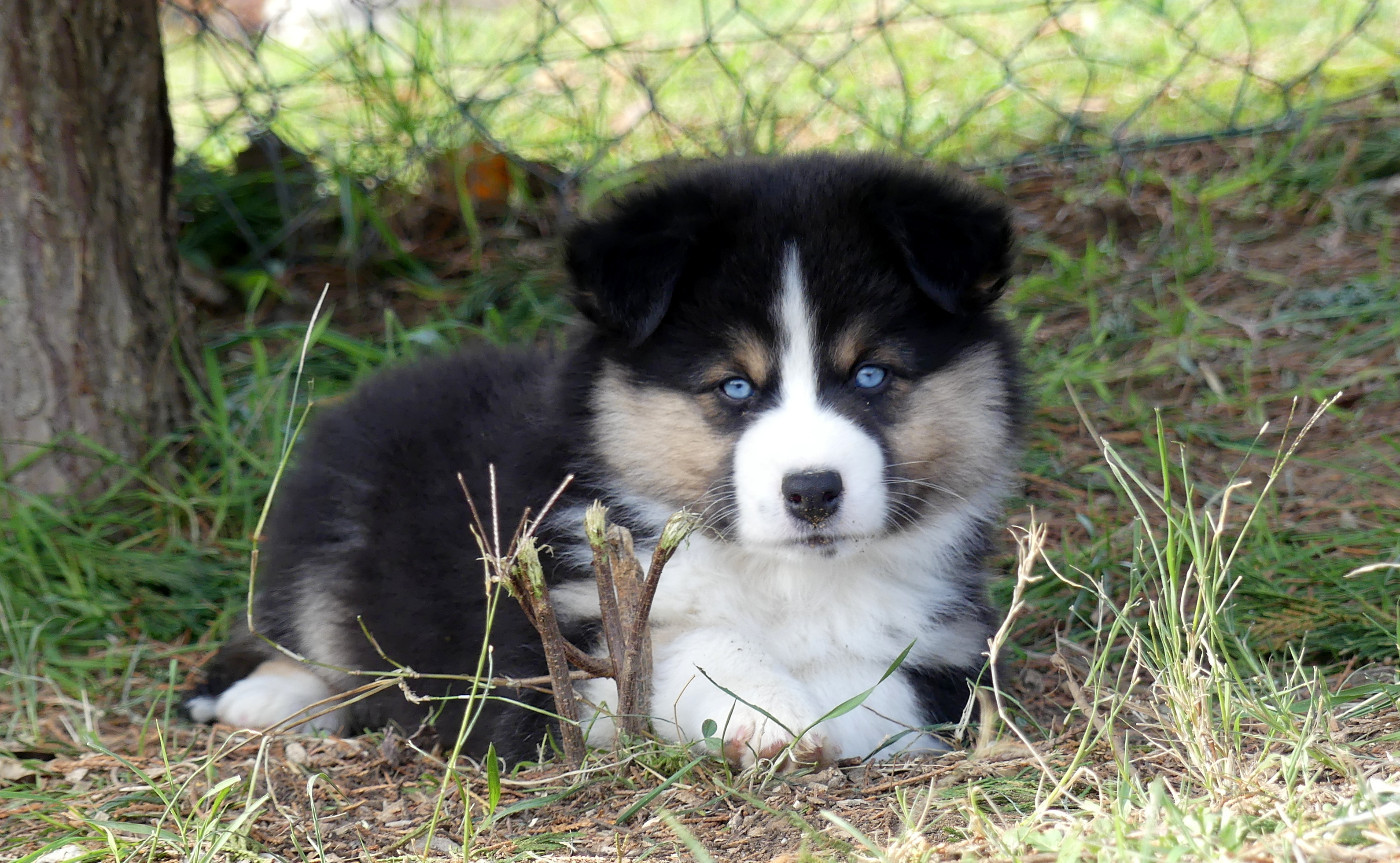 Rainbowie's Minis - Chiots disponibles - Berger Américain Miniature 