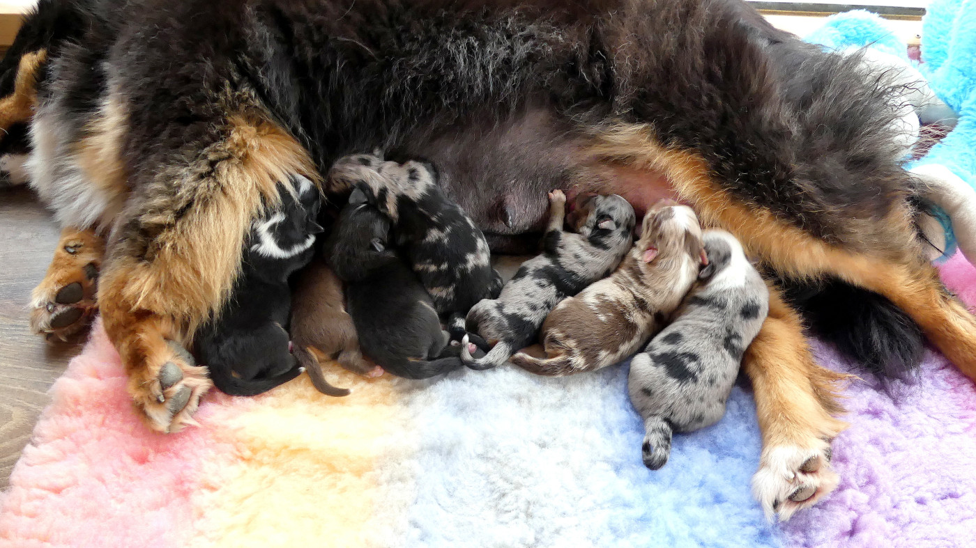 Chiot Berger Américain Miniature  Rainbowie's Minis