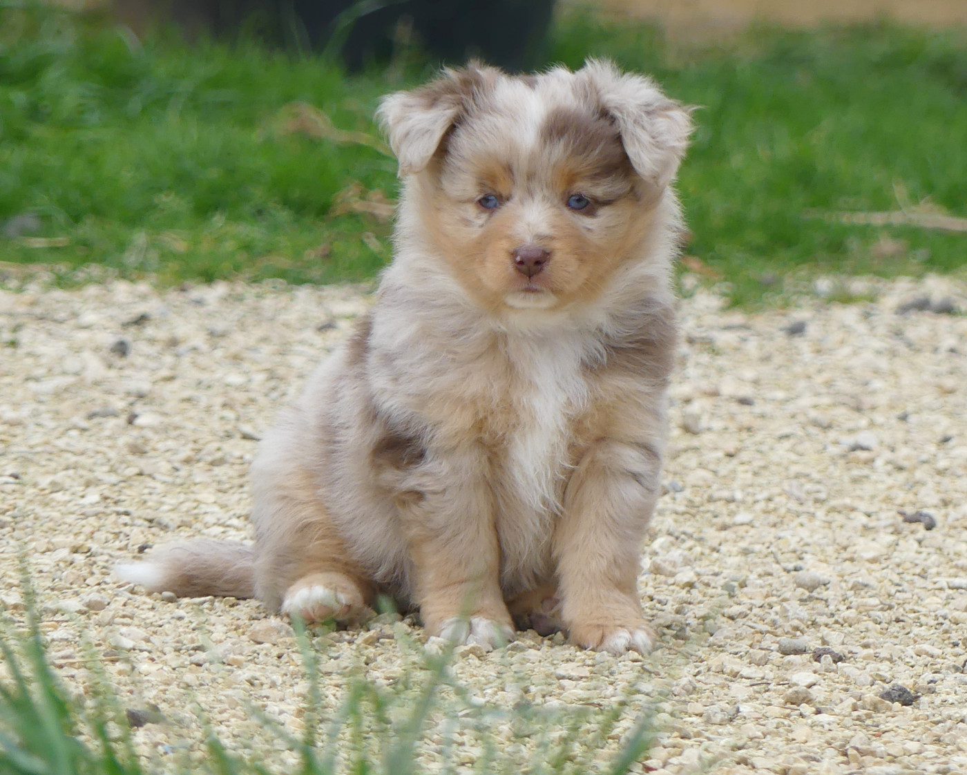 Rainbowie's Minis - Chiots disponibles - Berger Américain Miniature 