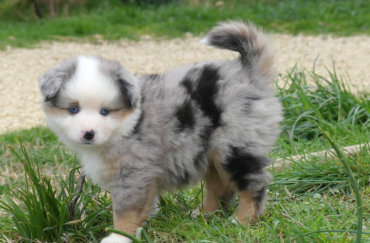 Rainbowie's Minis - Chiots disponibles - Berger Américain Miniature 