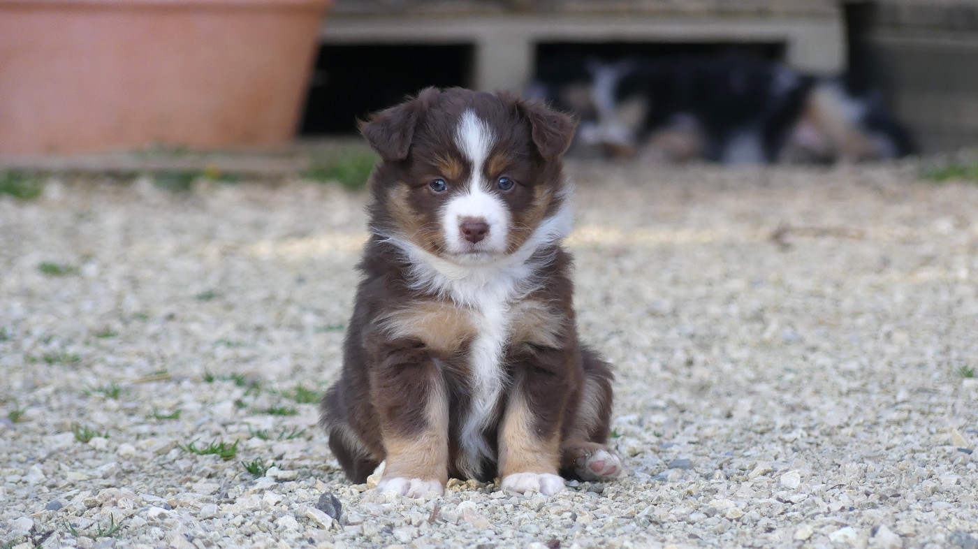 Rainbowie's Minis - Chiots disponibles - Berger Américain Miniature 