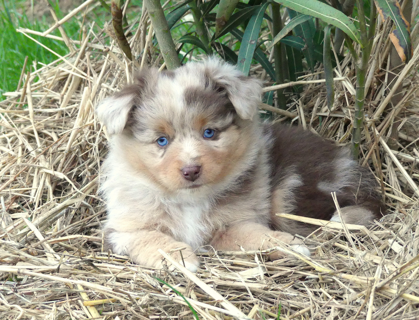 Rainbowie's Minis - Chiots disponibles - Berger Américain Miniature 