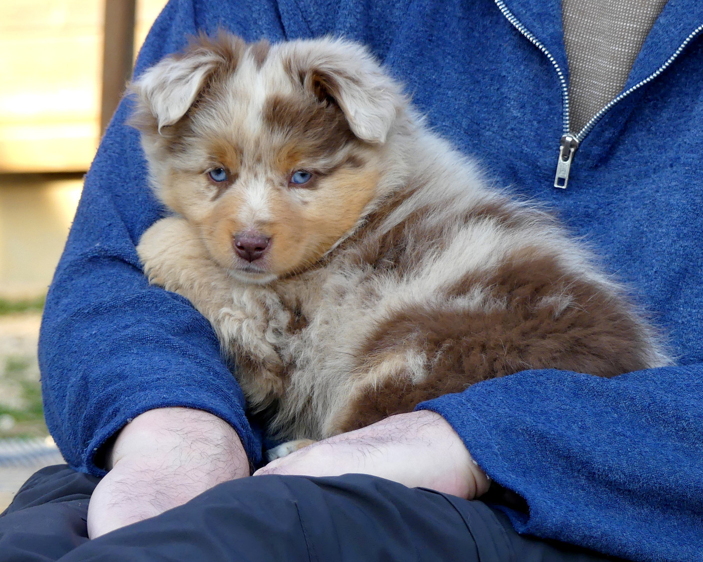 Rainbowie's Minis - Chiots disponibles - Berger Américain Miniature 