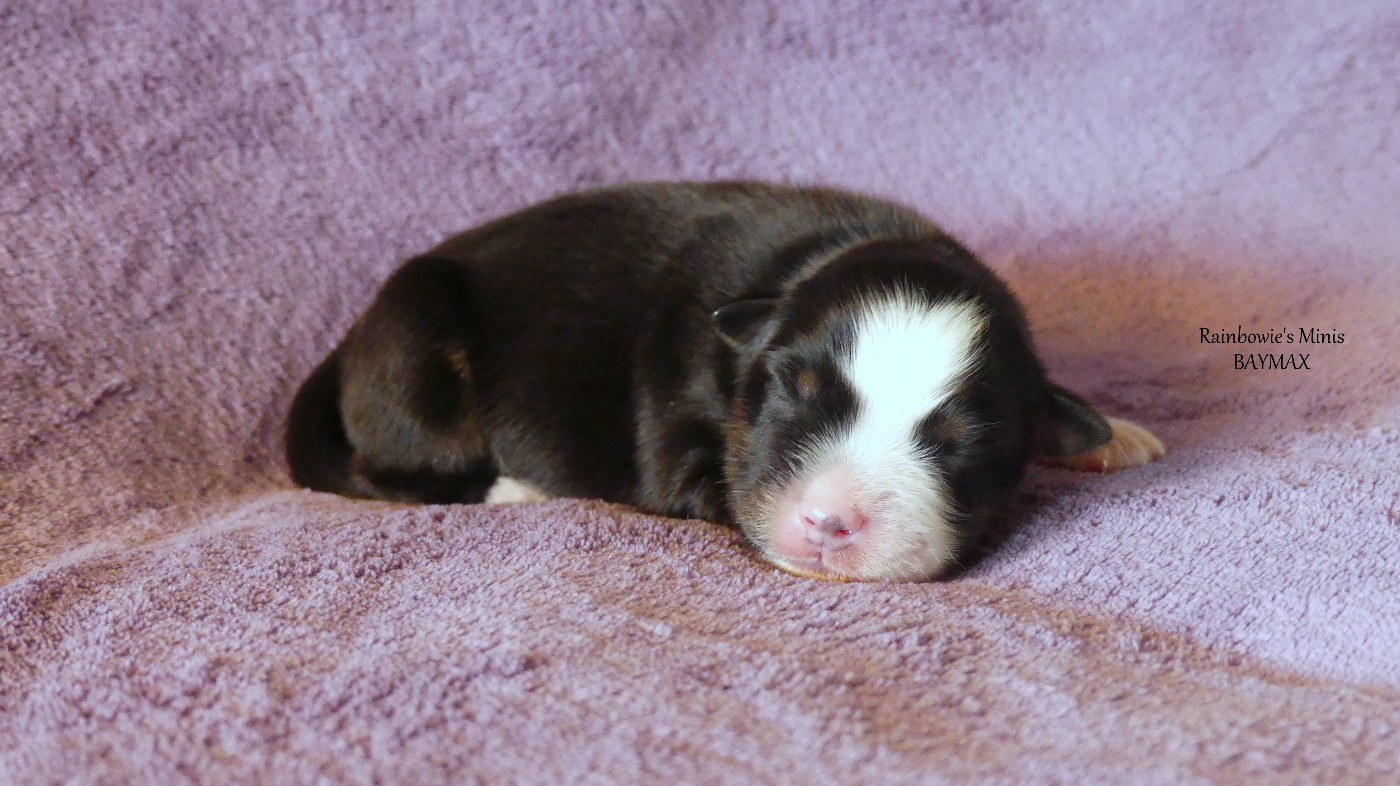 Rainbowie's Minis - Chiots disponibles - Berger Américain Miniature 
