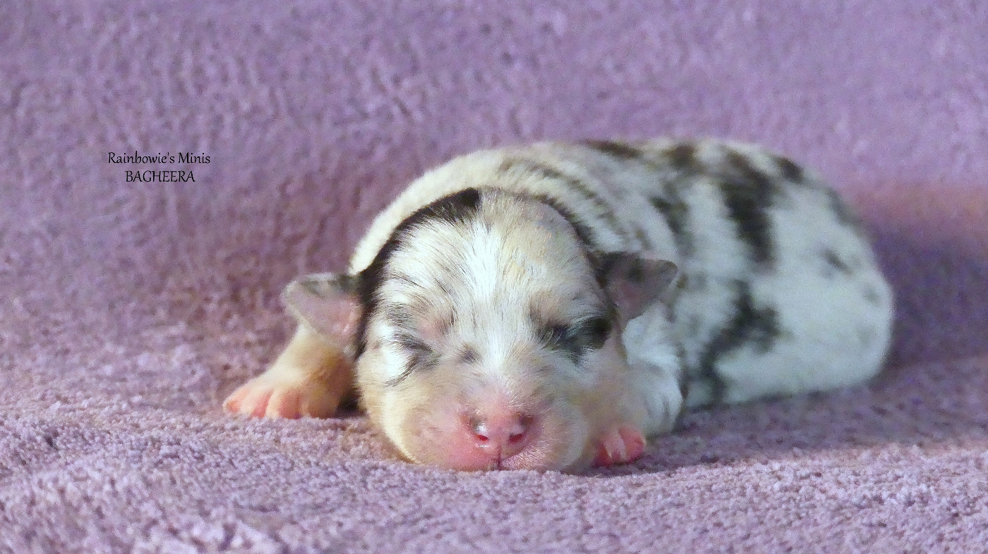 Rainbowie's Minis - Chiots disponibles - Berger Américain Miniature 