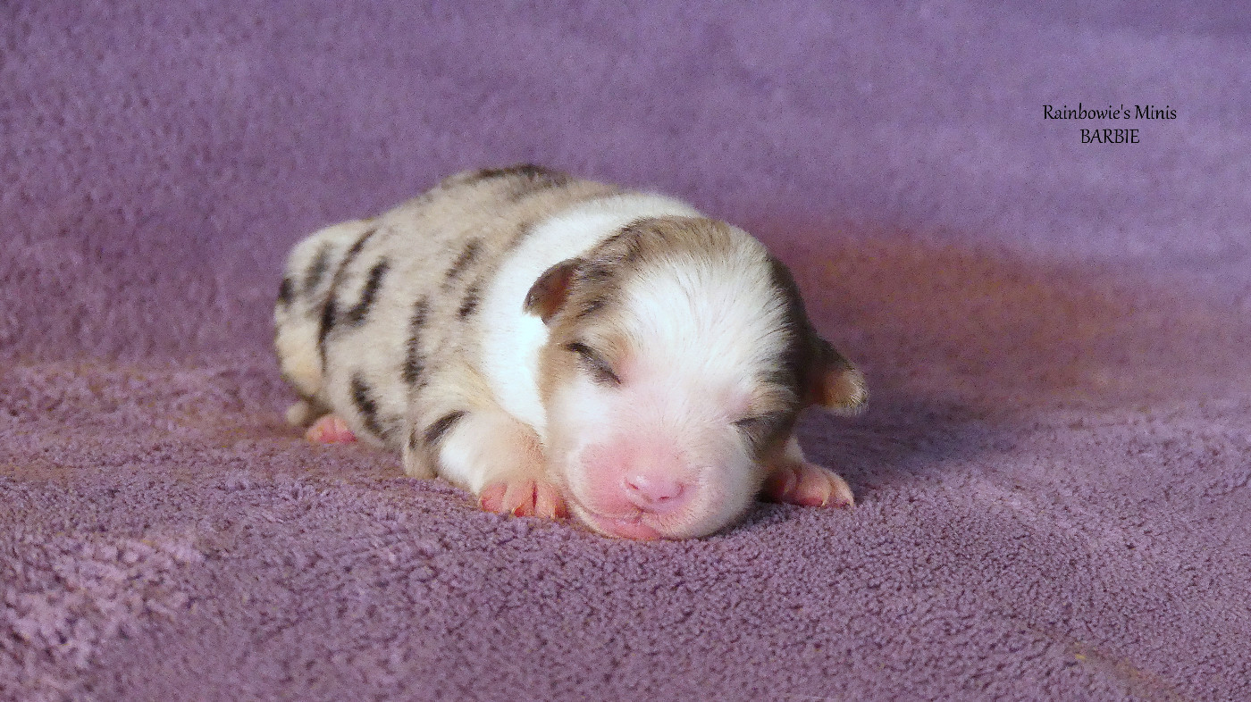 Rainbowie's Minis - Chiots disponibles - Berger Américain Miniature 