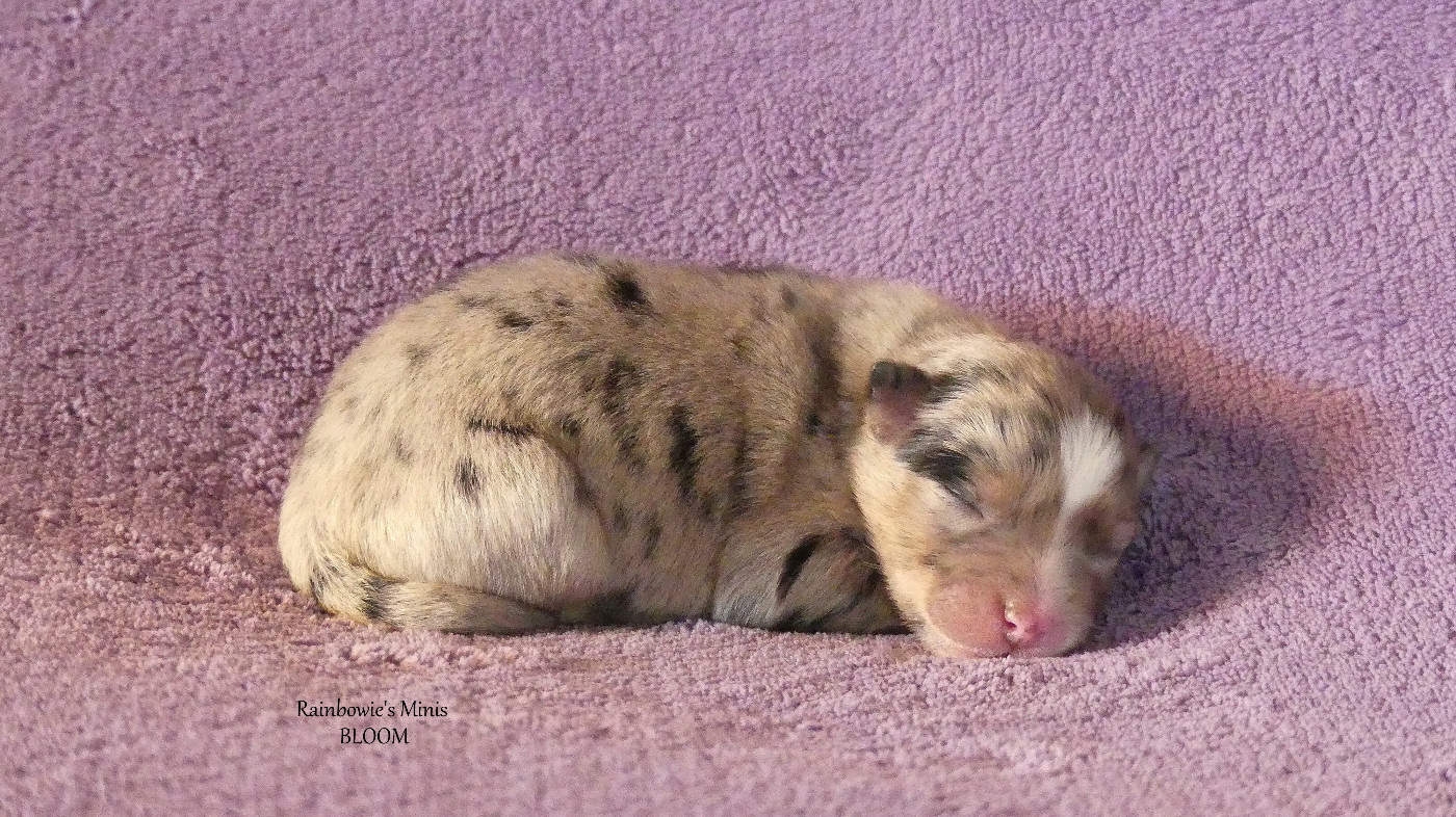 Rainbowie's Minis - Chiots disponibles - Berger Américain Miniature 