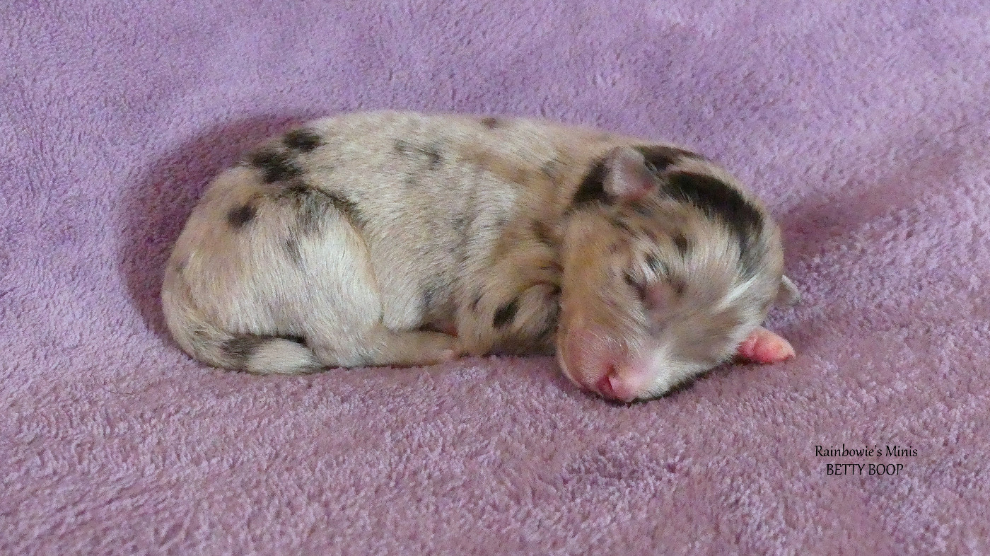 Rainbowie's Minis - Chiots disponibles - Berger Américain Miniature 