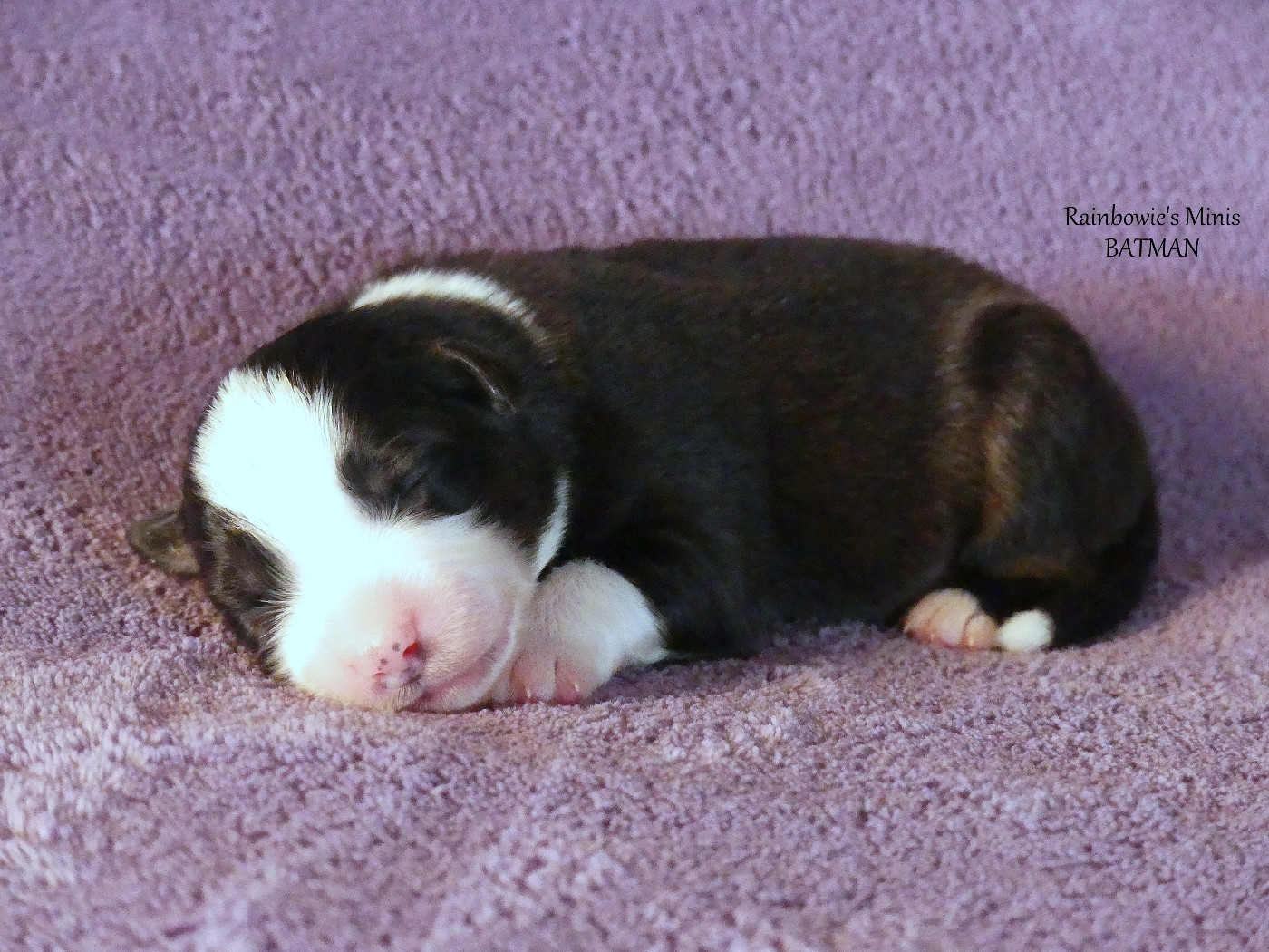 Rainbowie's Minis - Chiots disponibles - Berger Américain Miniature 