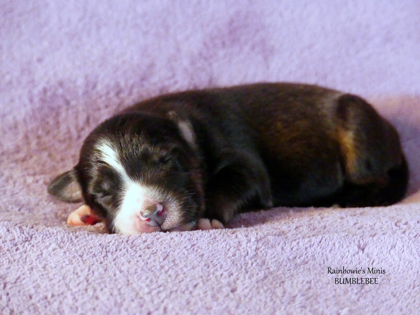 Rainbowie's Minis - Chiots disponibles - Berger Américain Miniature 
