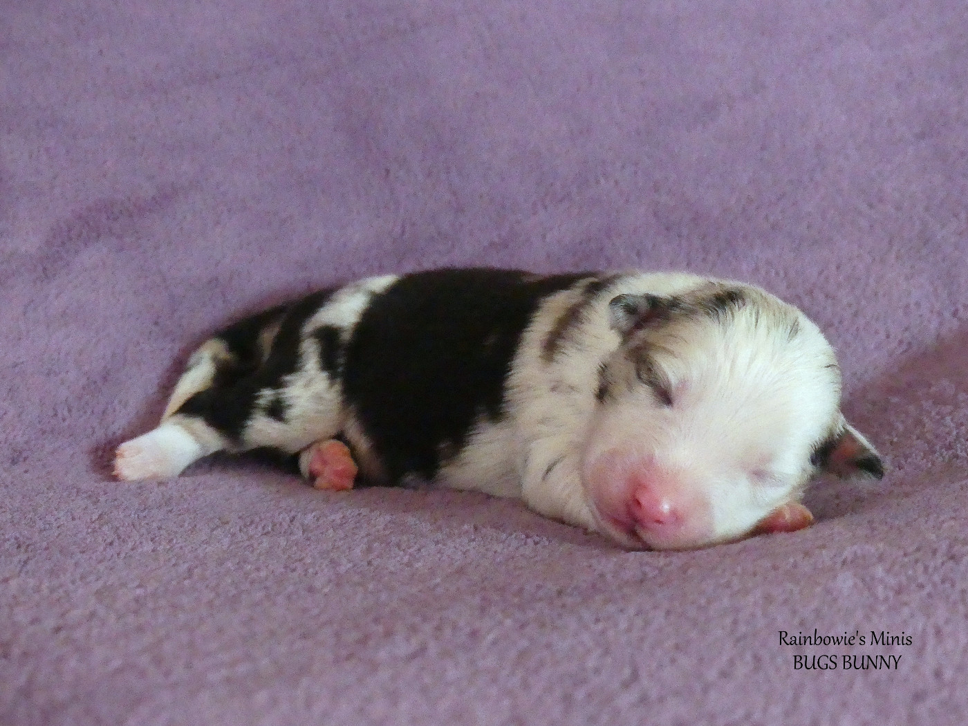 Rainbowie's Minis - Chiots disponibles - Berger Américain Miniature 