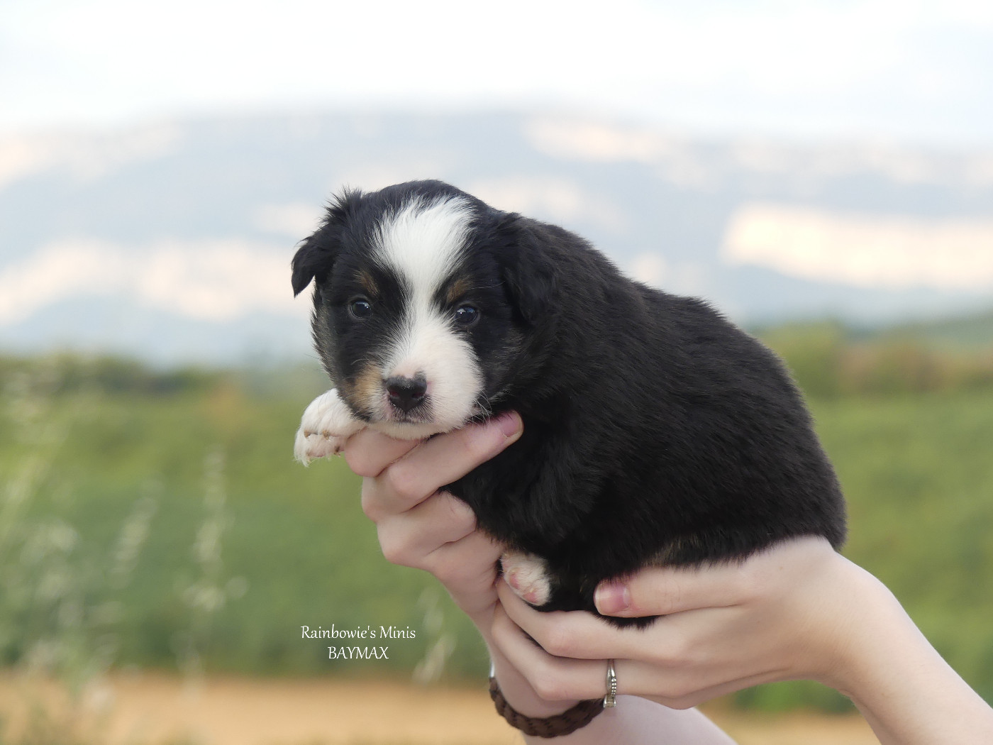 Rainbowie's Minis - Chiots disponibles - Berger Américain Miniature 