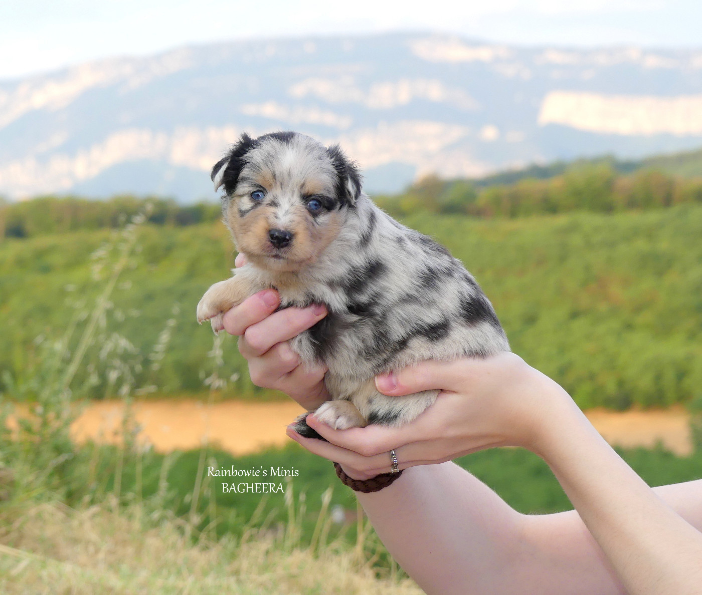Rainbowie's Minis - Chiots disponibles - Berger Américain Miniature 