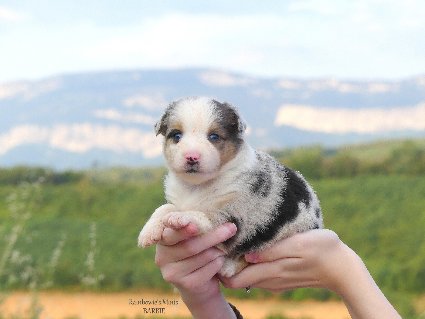 Rainbowie's Minis - Chiots disponibles - Berger Américain Miniature 