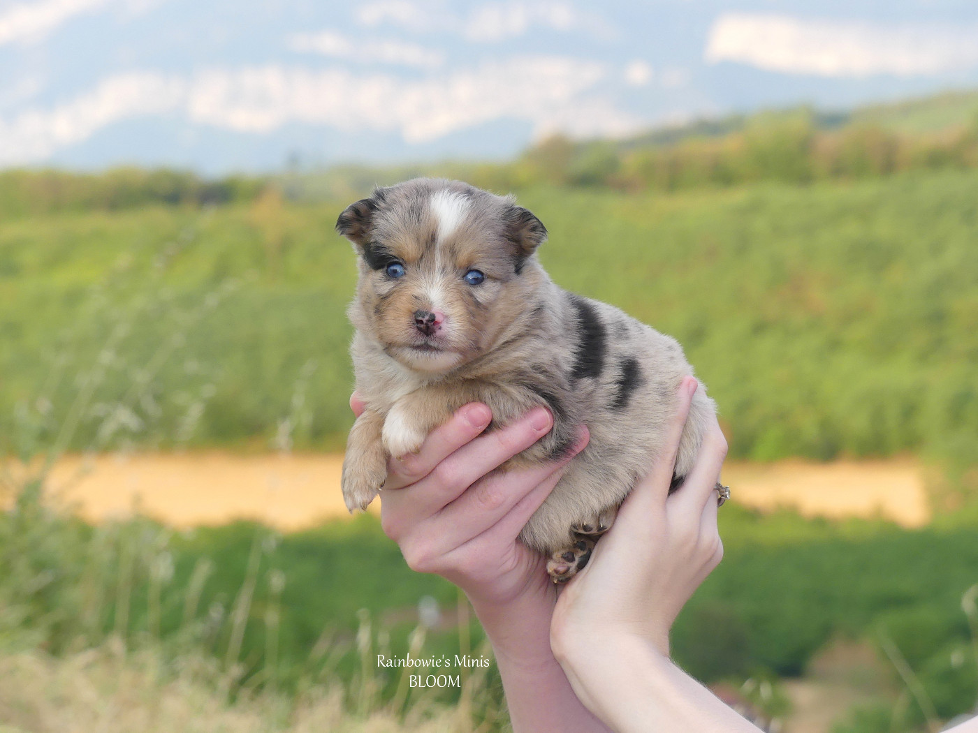 Rainbowie's Minis - Chiots disponibles - Berger Américain Miniature 
