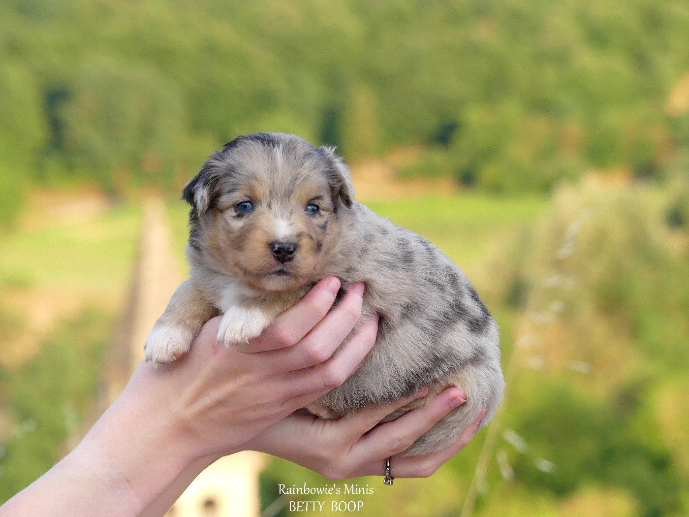 Rainbowie's Minis - Chiots disponibles - Berger Américain Miniature 