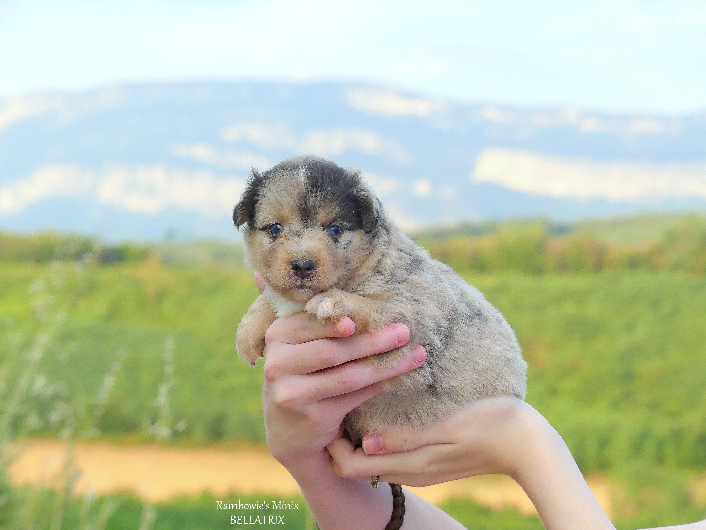 Rainbowie's Minis - Chiots disponibles - Berger Américain Miniature 