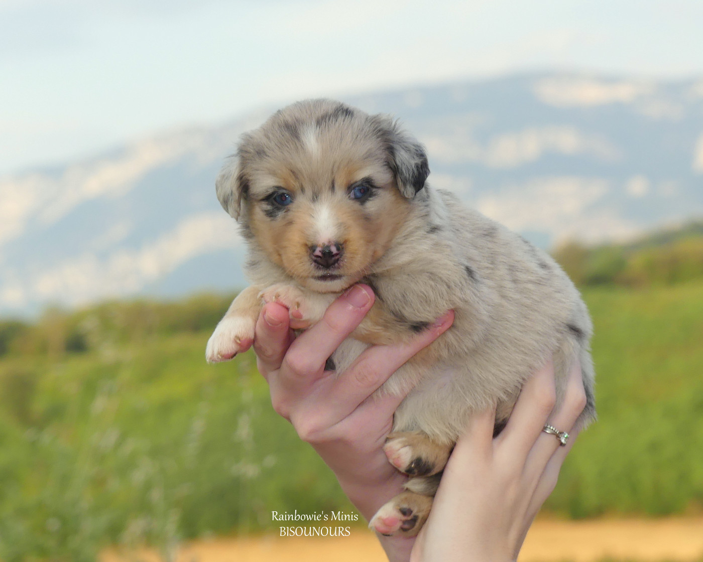 Rainbowie's Minis - Chiots disponibles - Berger Américain Miniature 