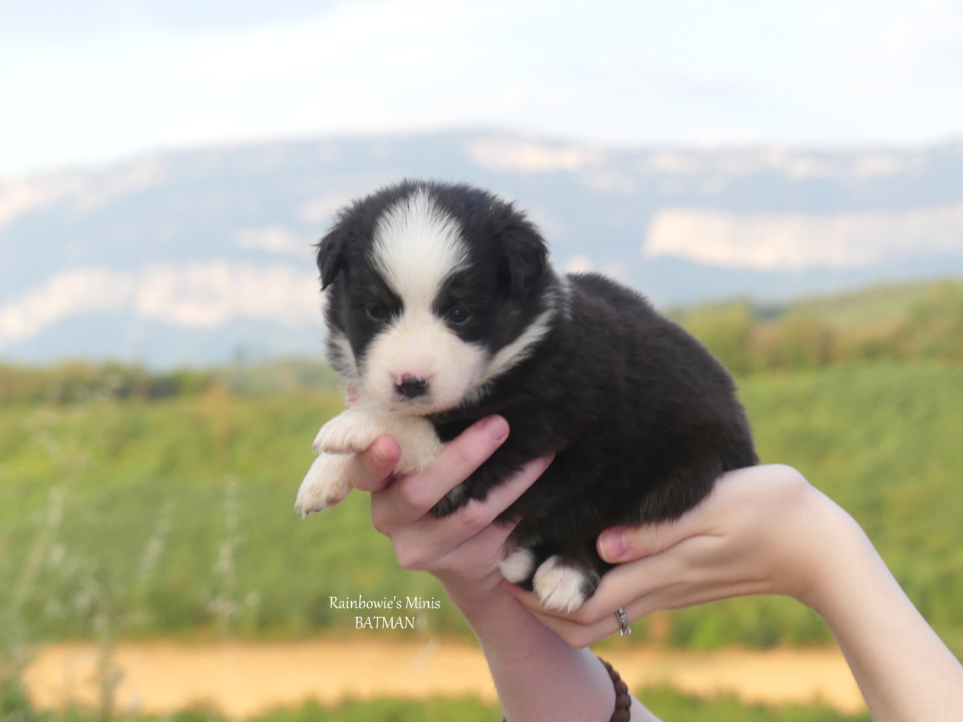 Rainbowie's Minis - Chiots disponibles - Berger Américain Miniature 