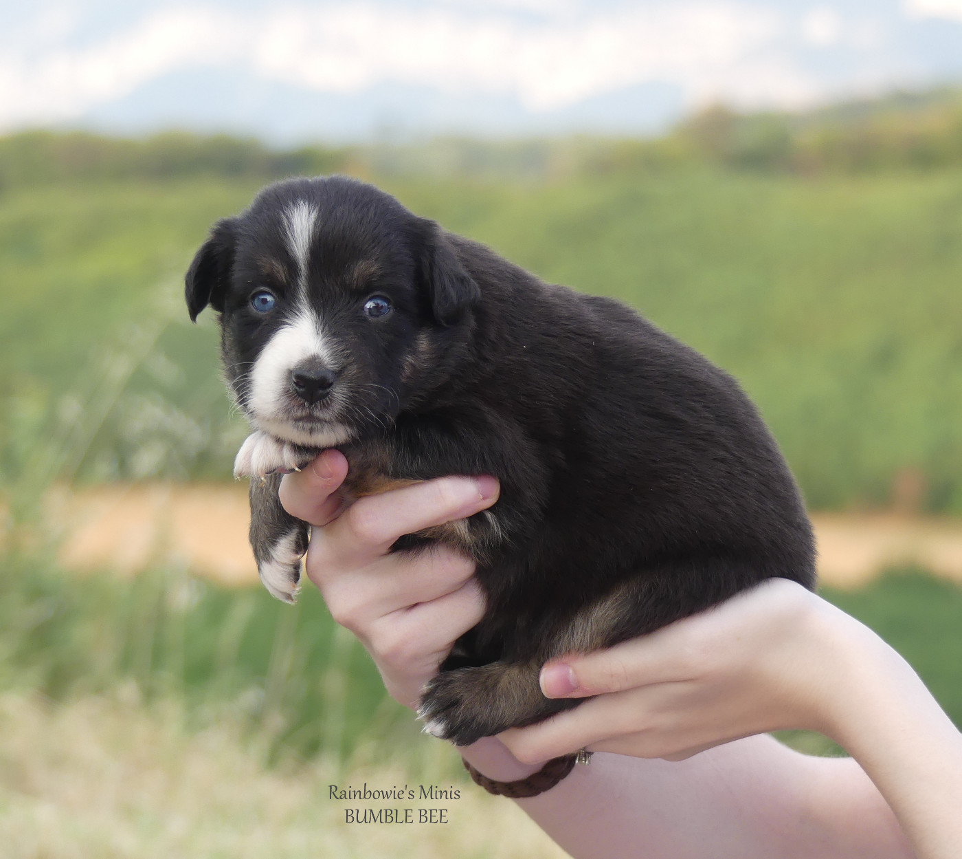 Rainbowie's Minis - Chiots disponibles - Berger Américain Miniature 