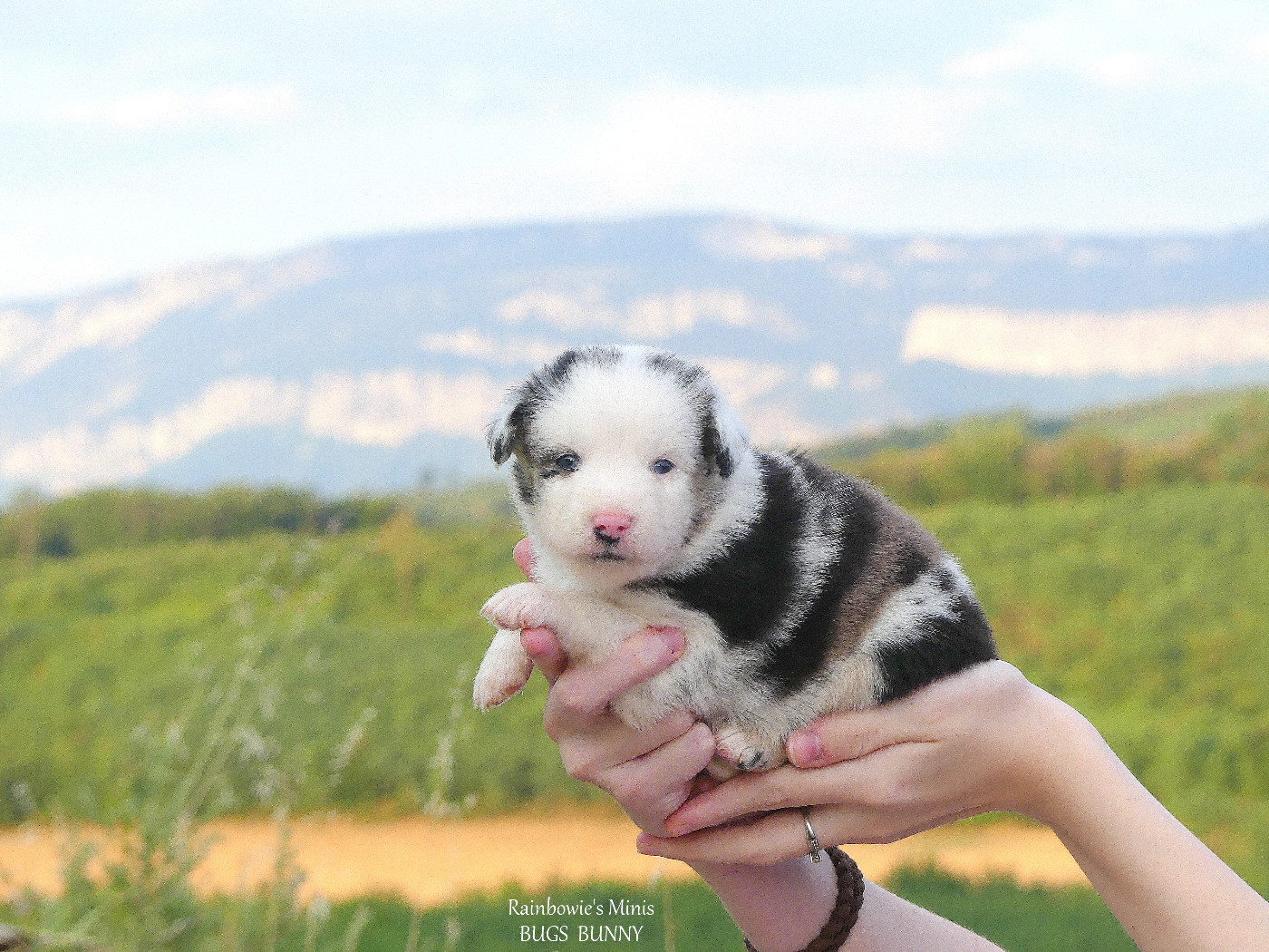 Rainbowie's Minis - Chiots disponibles - Berger Américain Miniature 