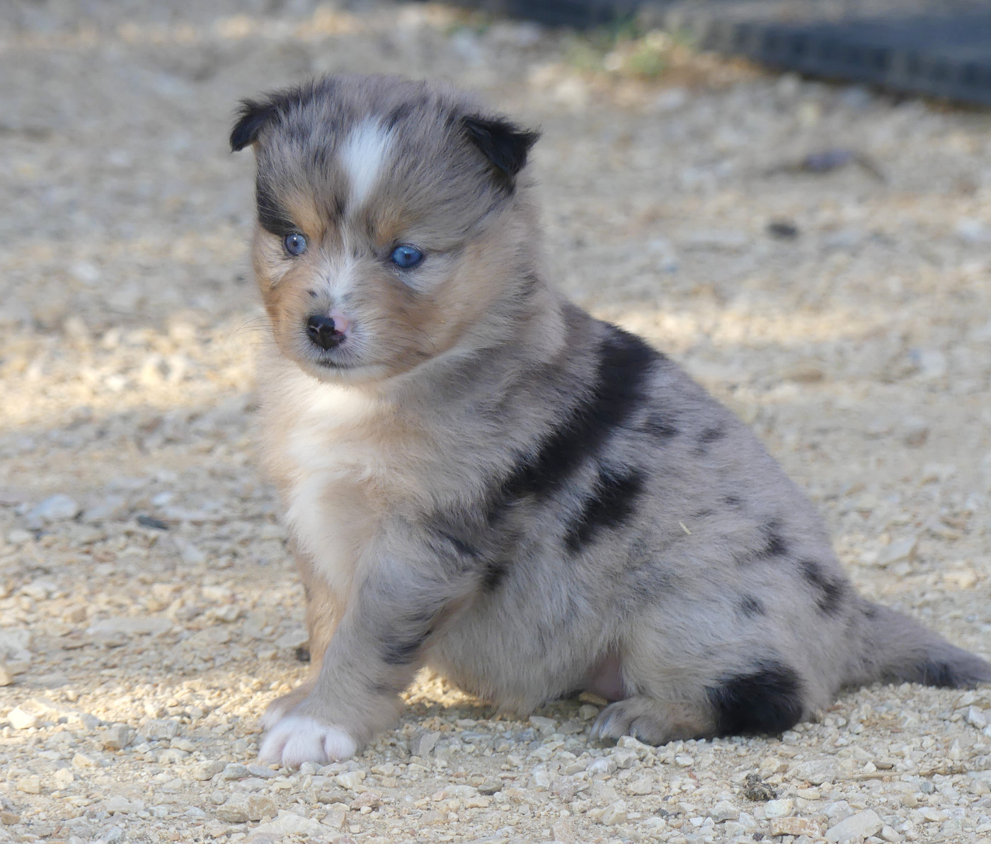 Rainbowie's Minis - Chiots disponibles - Berger Américain Miniature 