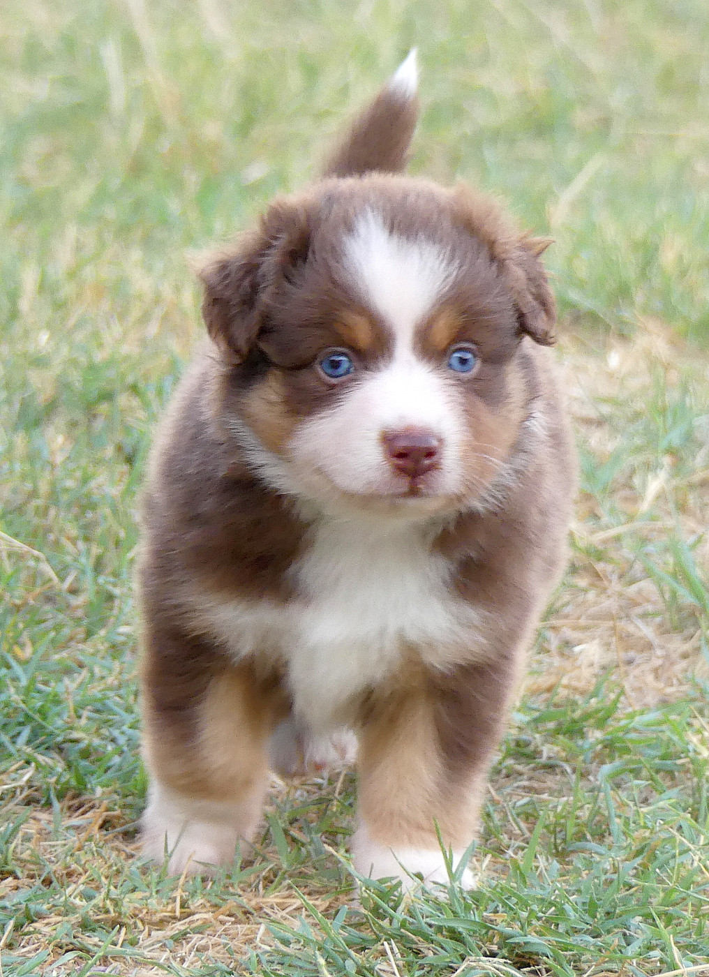 Rainbowie's Minis - Chiots disponibles - Berger Américain Miniature 
