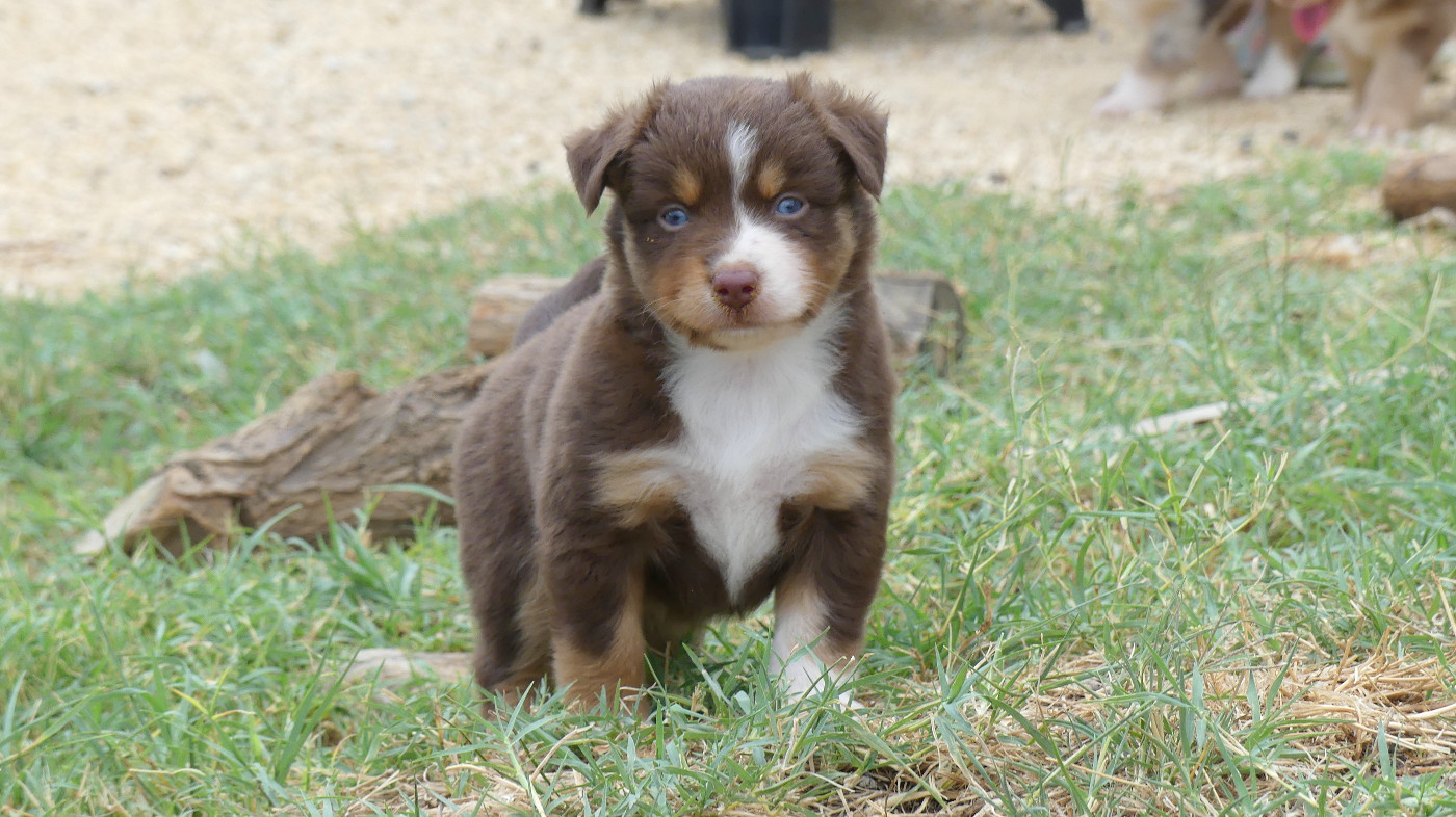 Rainbowie's Minis - Chiots disponibles - Berger Américain Miniature 