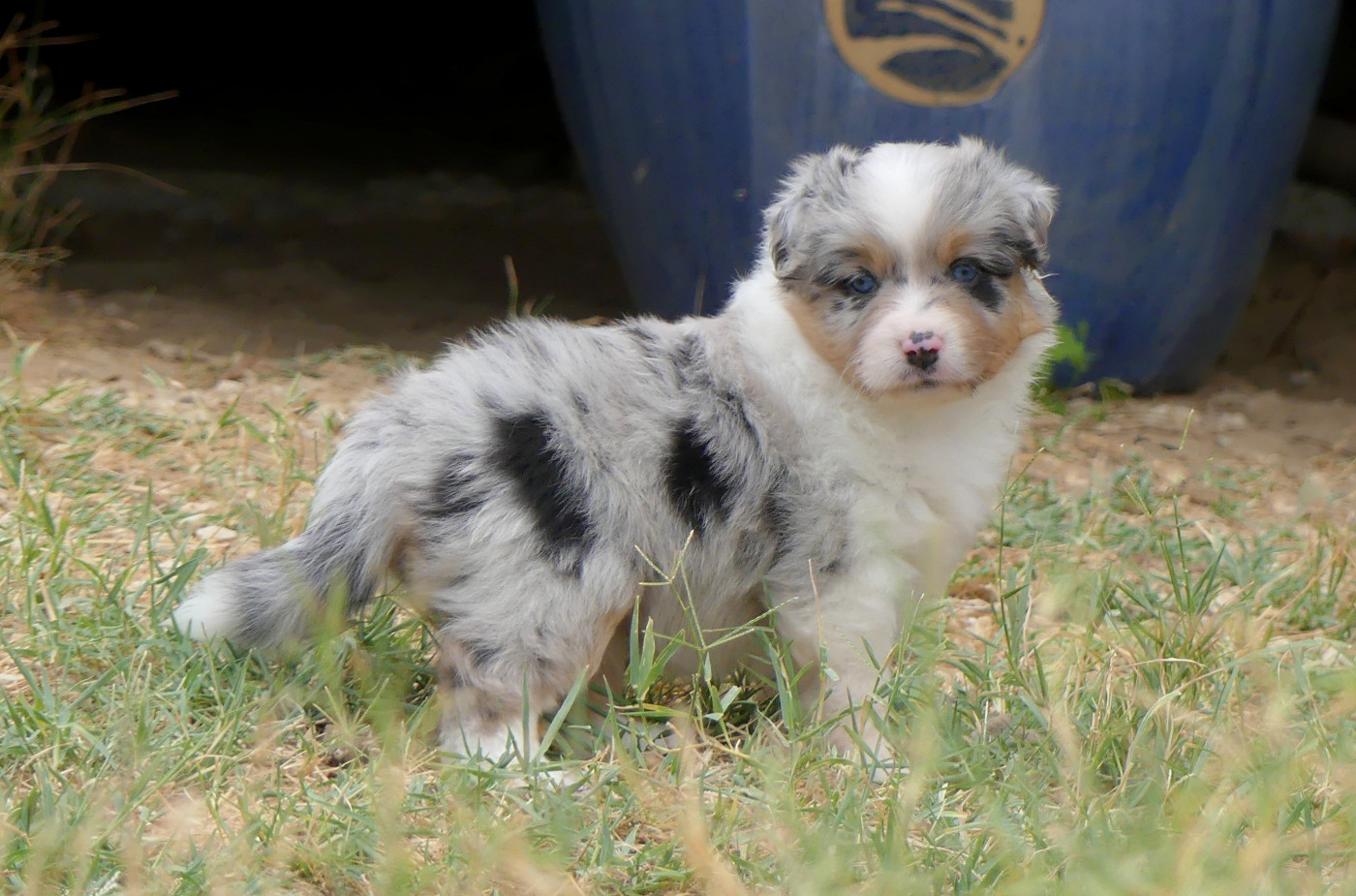 Rainbowie's Minis - Chiots disponibles - Berger Américain Miniature 