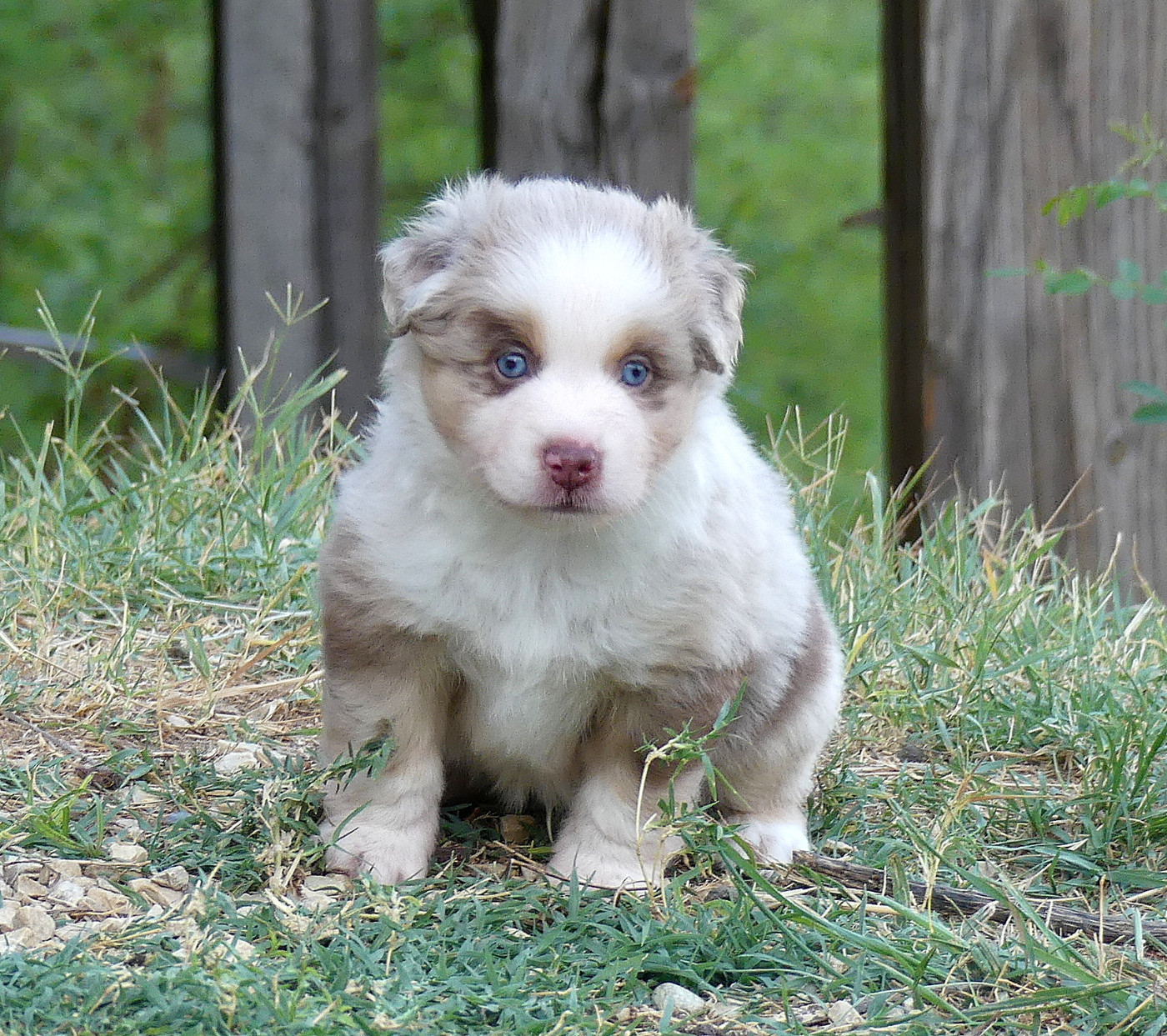 Rainbowie's Minis - Chiots disponibles - Berger Américain Miniature 
