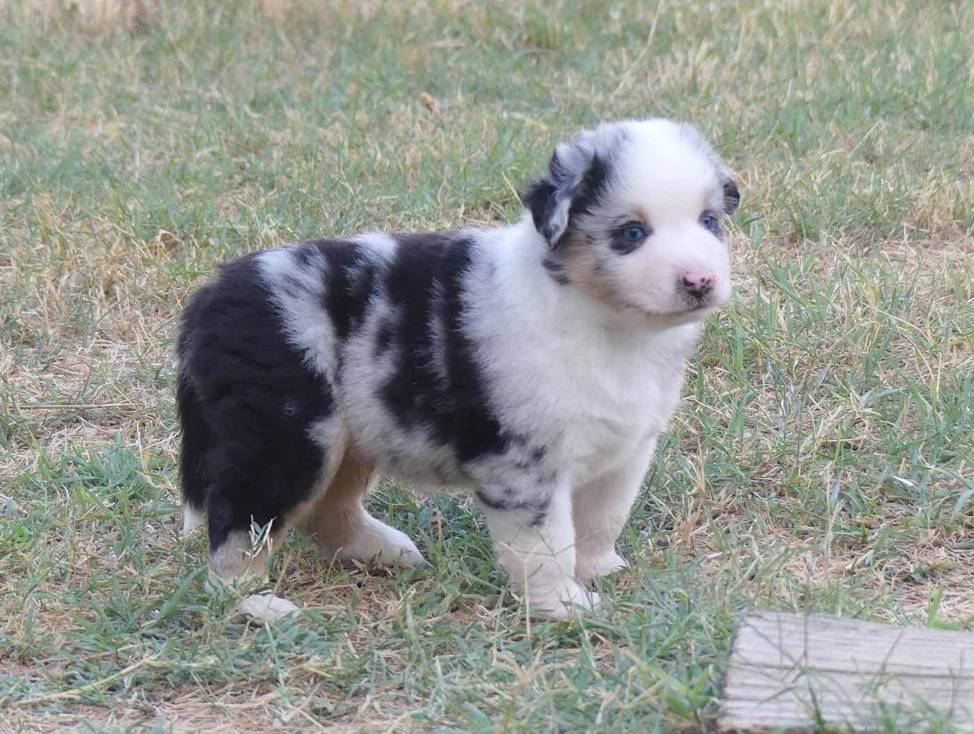 Rainbowie's Minis - Chiots disponibles - Berger Américain Miniature 