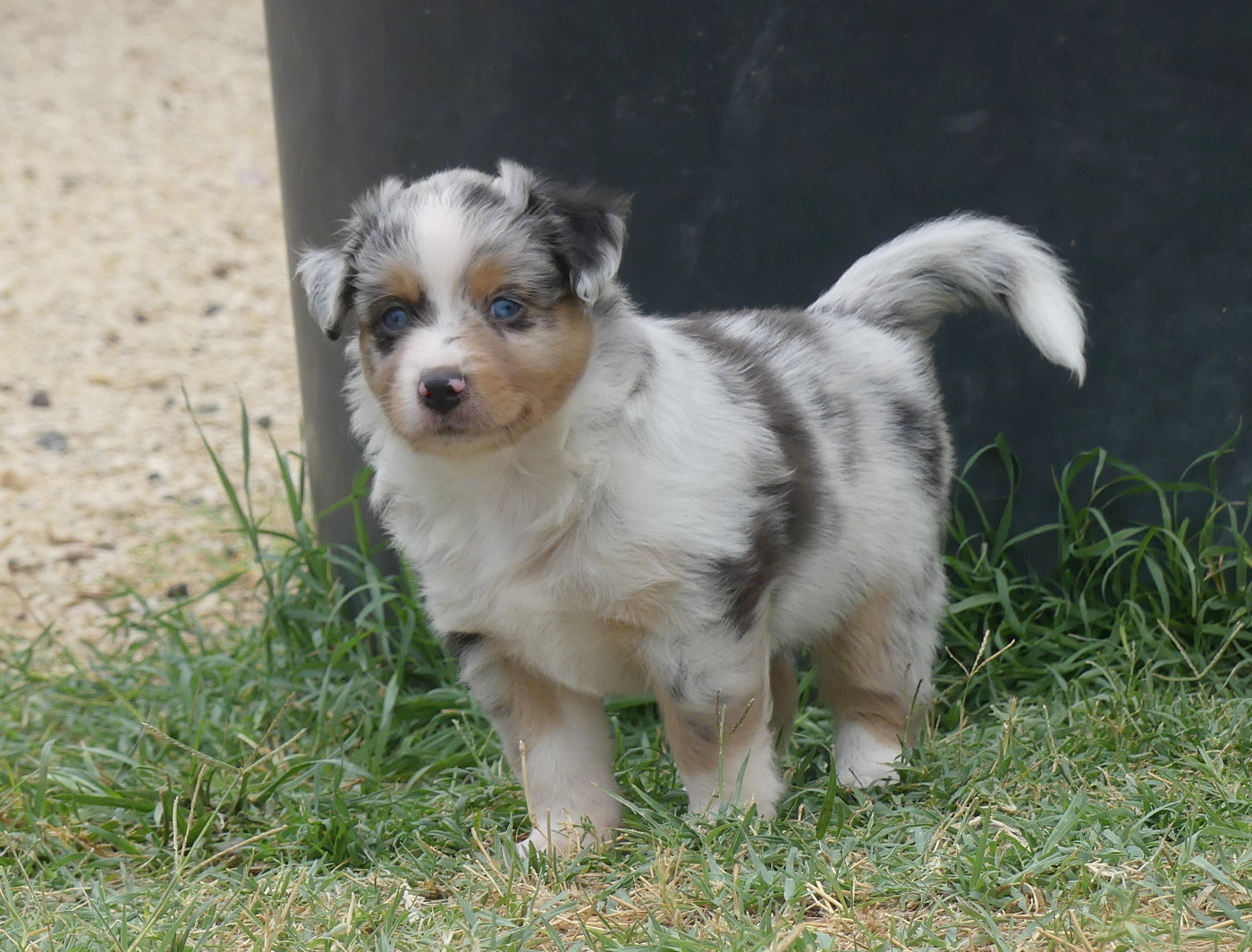 Rainbowie's Minis - Chiots disponibles - Berger Américain Miniature 