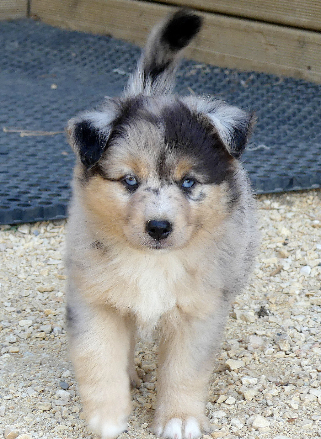 Rainbowie's Minis - Chiots disponibles - Berger Américain Miniature 