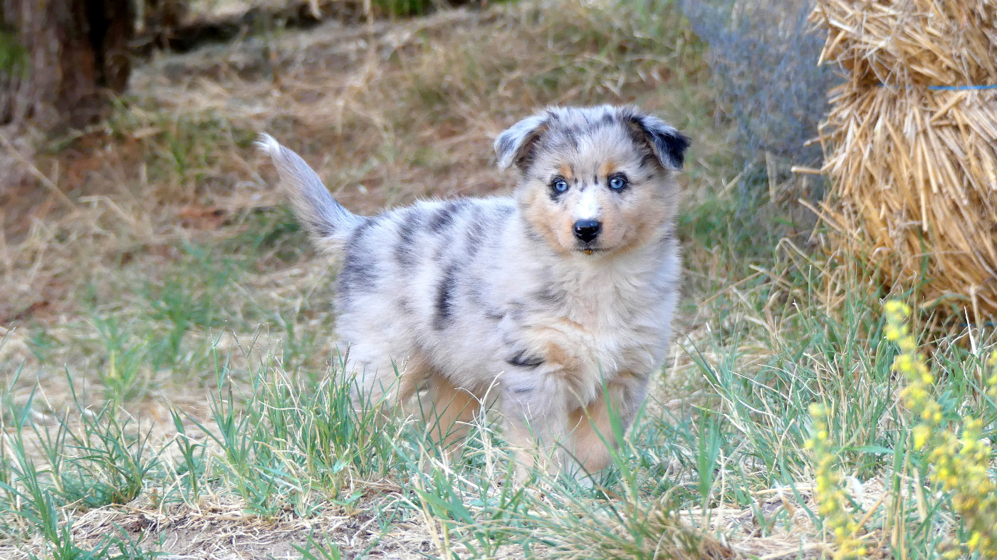 Rainbowie's Minis - Chiots disponibles - Berger Américain Miniature 