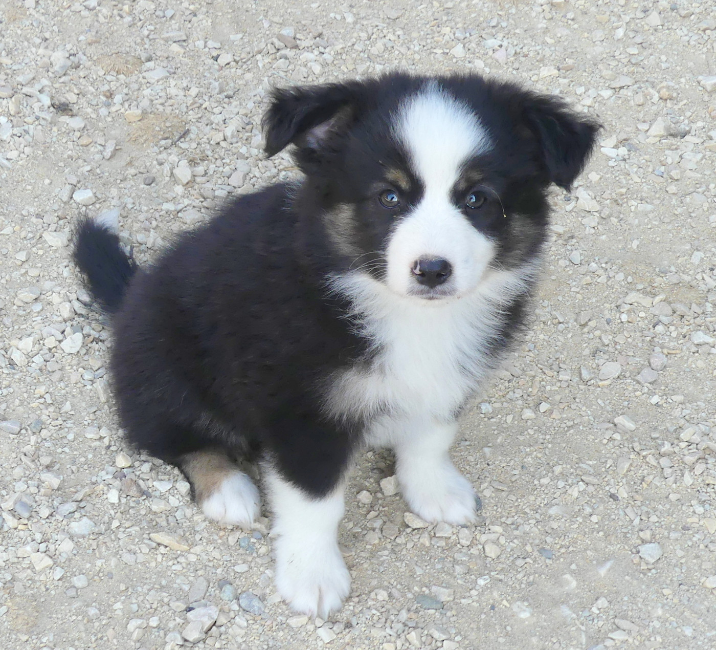 Rainbowie's Minis - Chiots disponibles - Berger Américain Miniature 