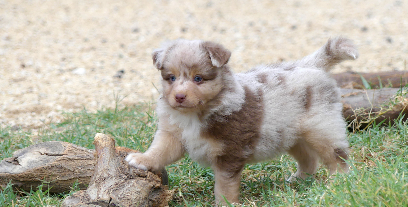 Rainbowie's Minis - Chiots disponibles - Berger Américain Miniature 