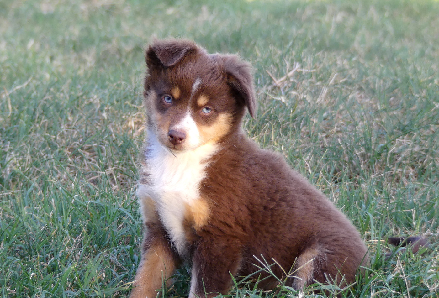 Rainbowie's Minis - Chiots disponibles - Berger Américain Miniature 