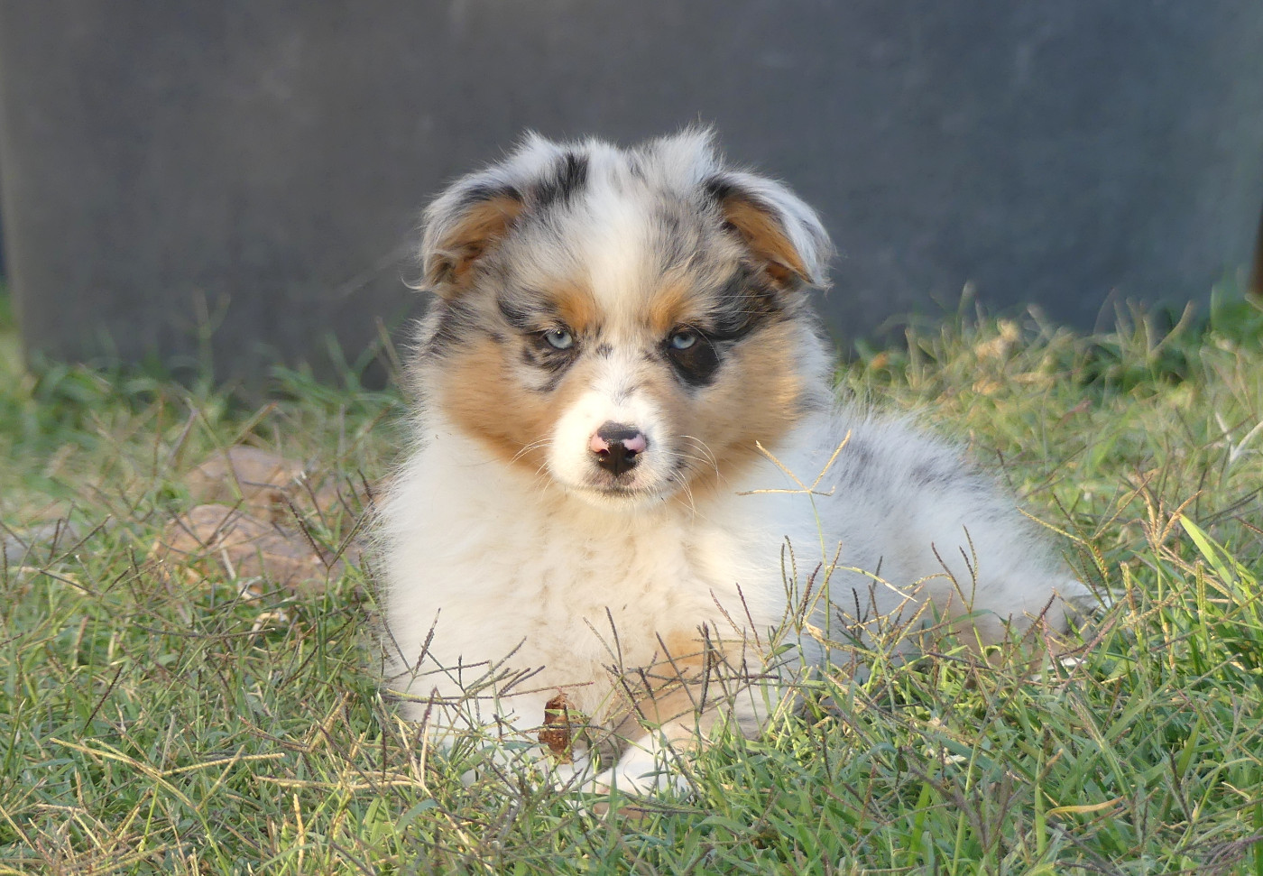 Rainbowie's Minis - Chiots disponibles - Berger Américain Miniature 