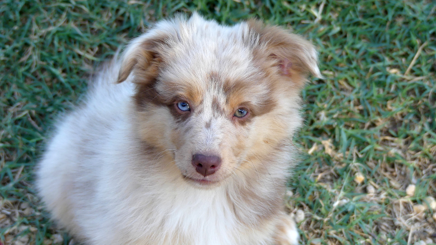 Rainbowie's Minis - Chiots disponibles - Berger Américain Miniature 