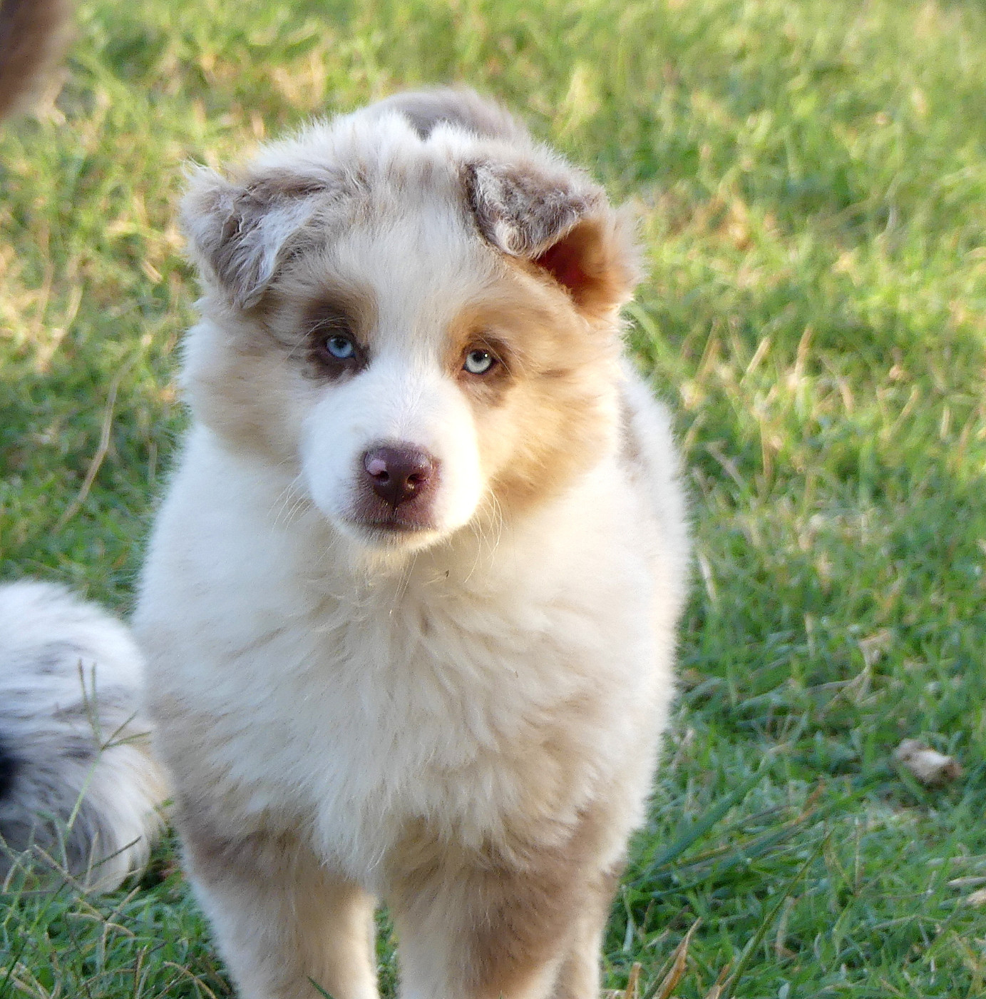 Rainbowie's Minis - Chiots disponibles - Berger Américain Miniature 