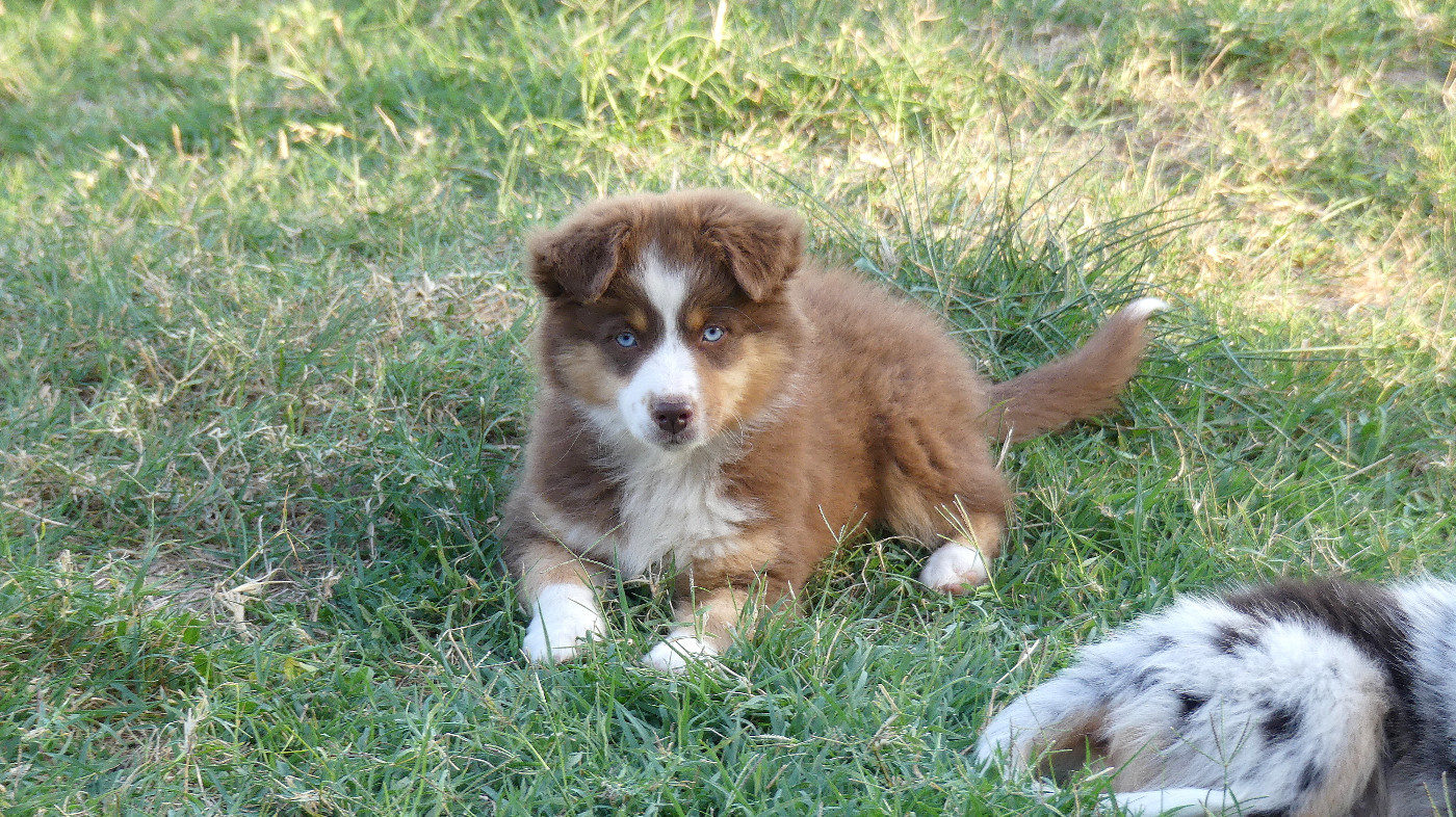 Rainbowie's Minis - Chiots disponibles - Berger Américain Miniature 