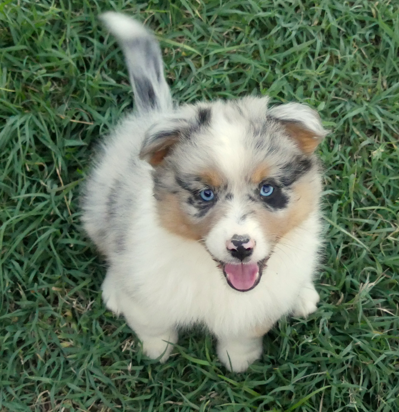 Rainbowie's Minis - Chiots disponibles - Berger Américain Miniature 