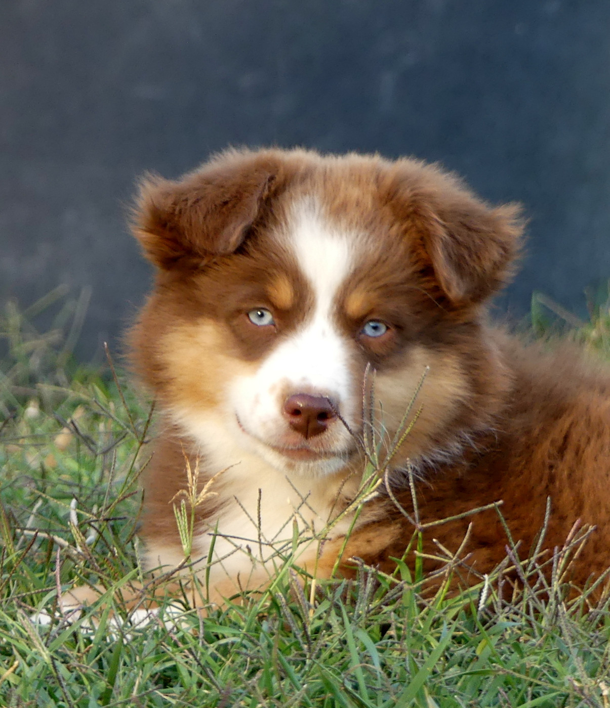Rainbowie's Minis - Chiots disponibles - Berger Américain Miniature 