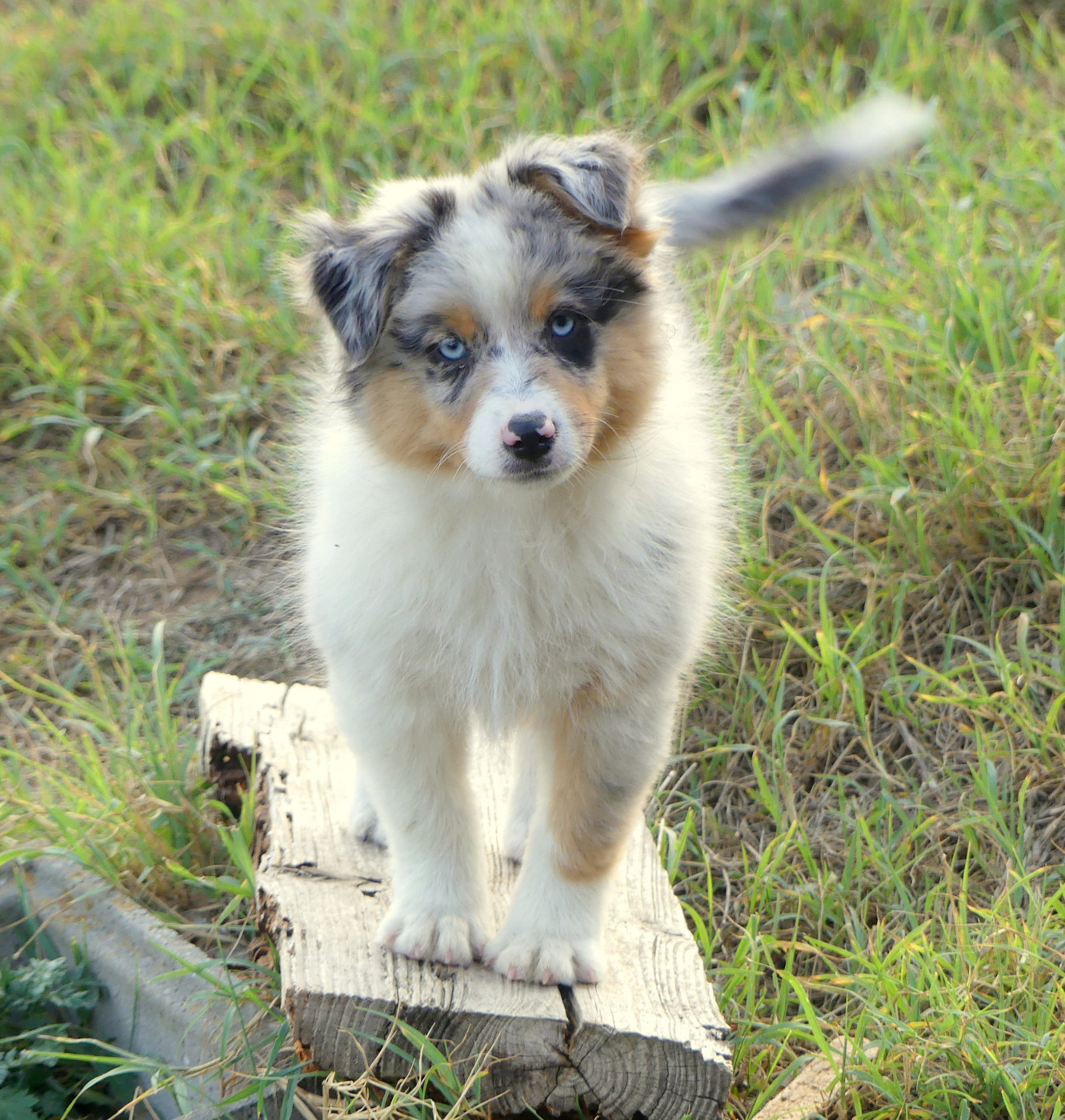 Rainbowie's Minis - Chiots disponibles - Berger Américain Miniature 