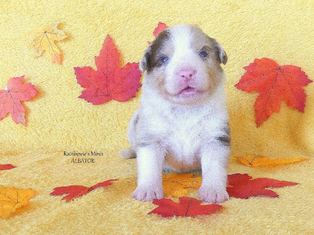 Rainbowie's Minis - Chiots disponibles - Berger Américain Miniature 